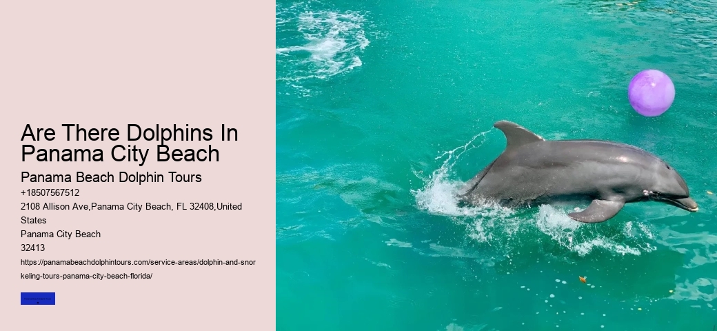 Best Place To See Dolphins In Florida