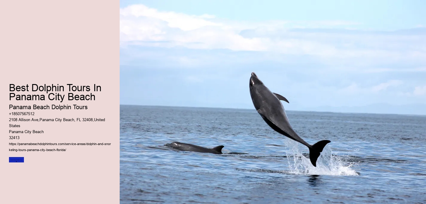 Best Dolphin Tours In Panama City Beach