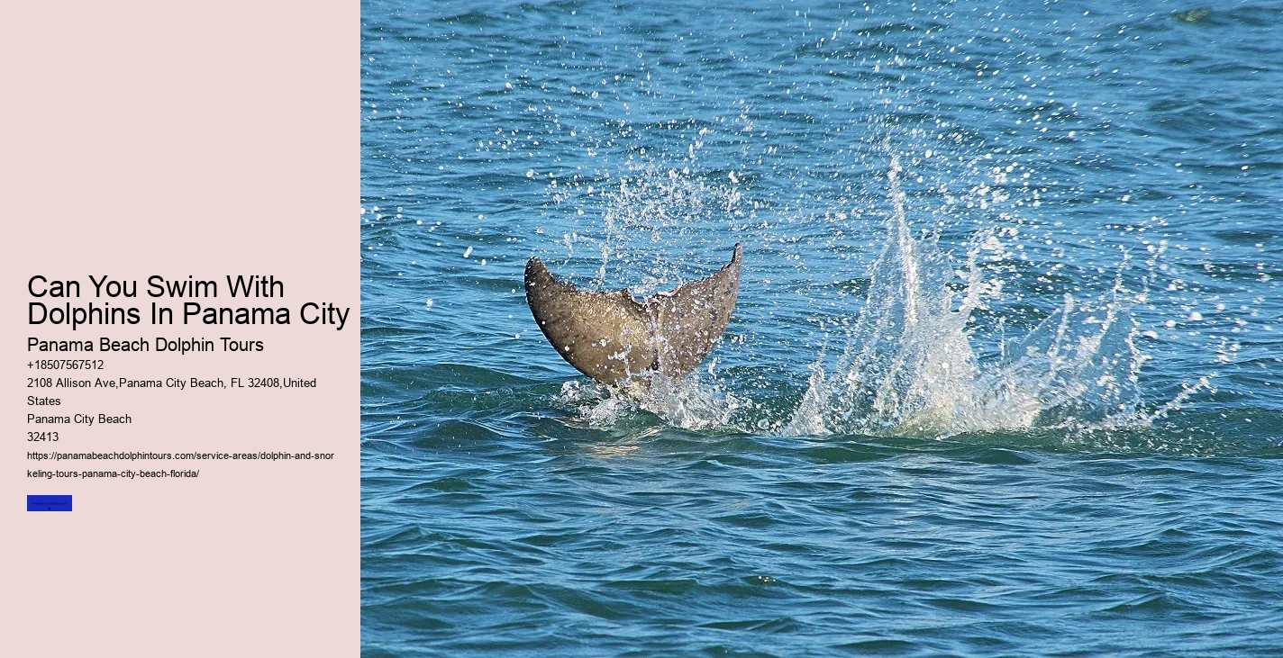 What Is The Best Time For Dolphin Tours