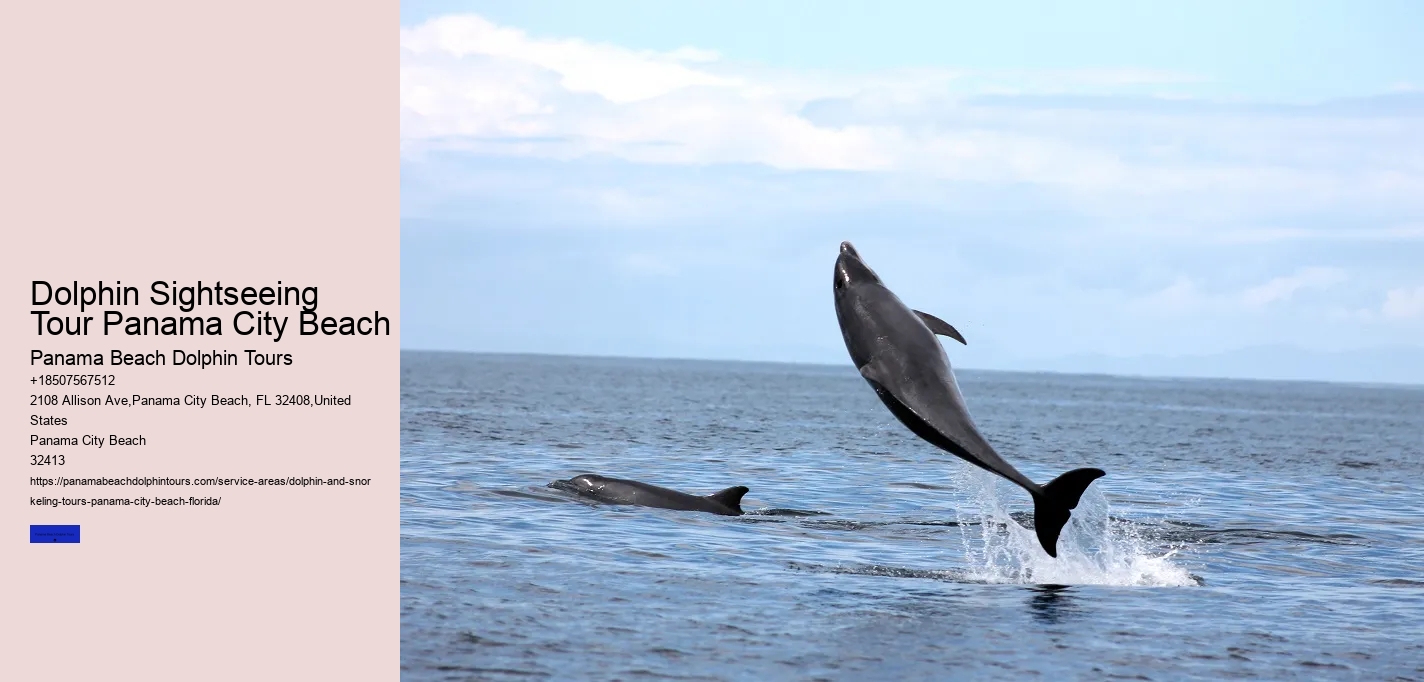 Best Place To See Dolphins In Florida