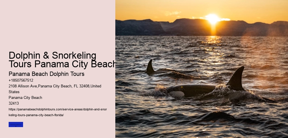 What Time Of Day Are Dolphins Out The Most