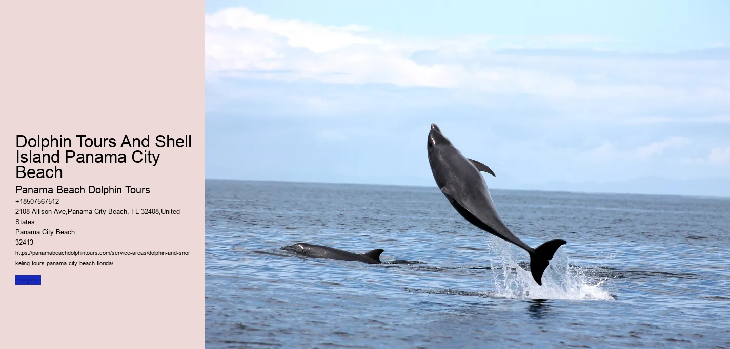 Things To Know For A Successful Dolphin Spotting