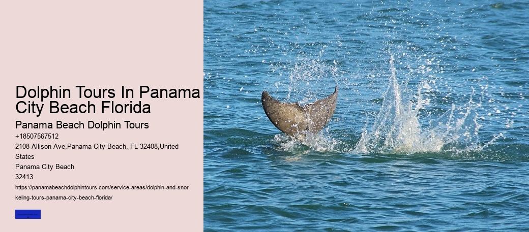 Dolphin Sightseeing