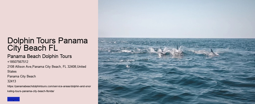Dolphin Tours In Panama City Beach