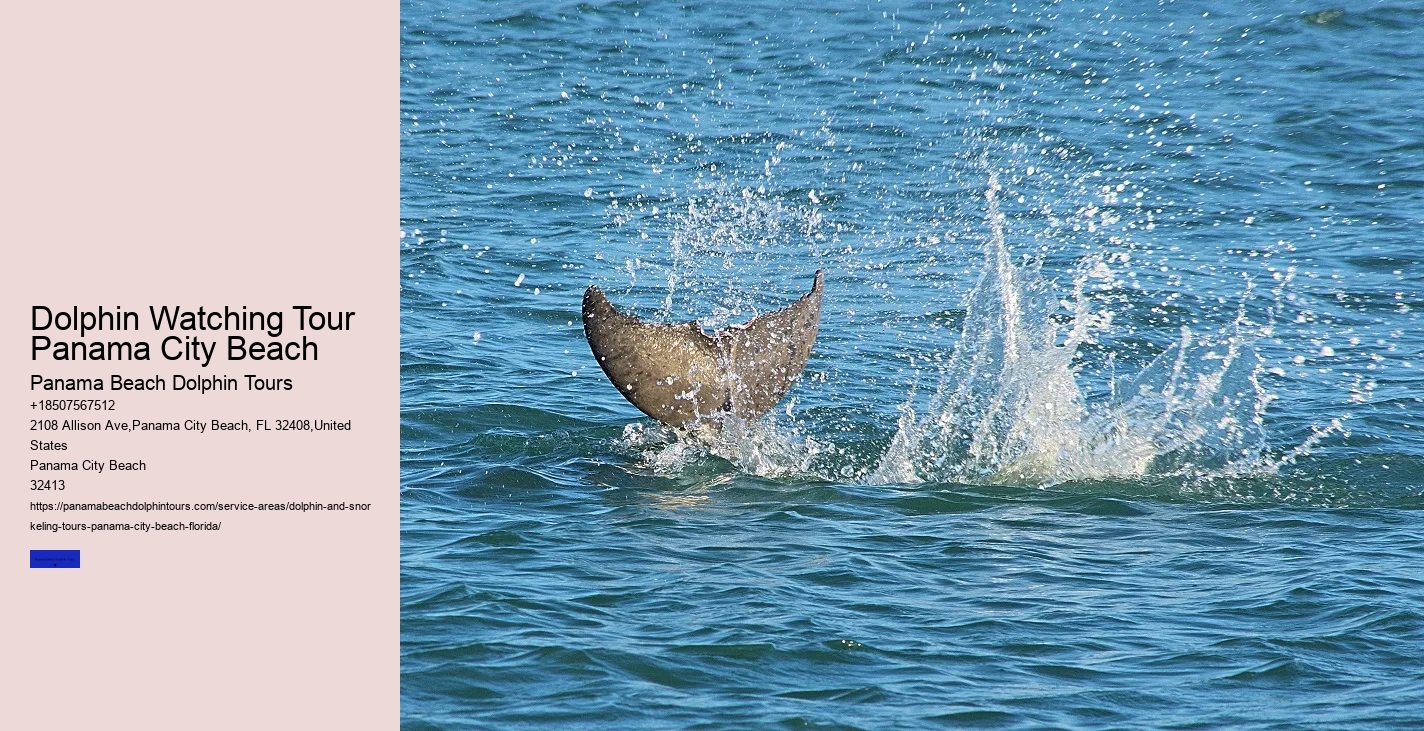 Dolphin Sightseeing