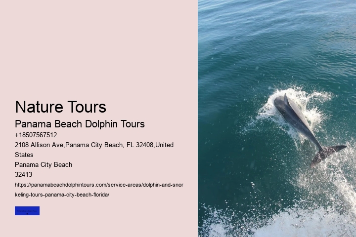 What Time Of Year Do Dolphins Come Out