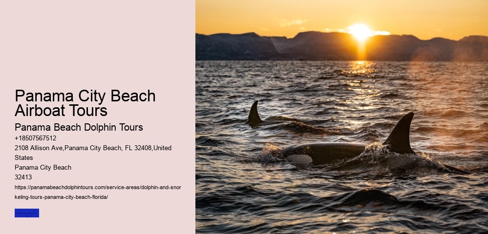Best Beach Dolphin Tours Panama City