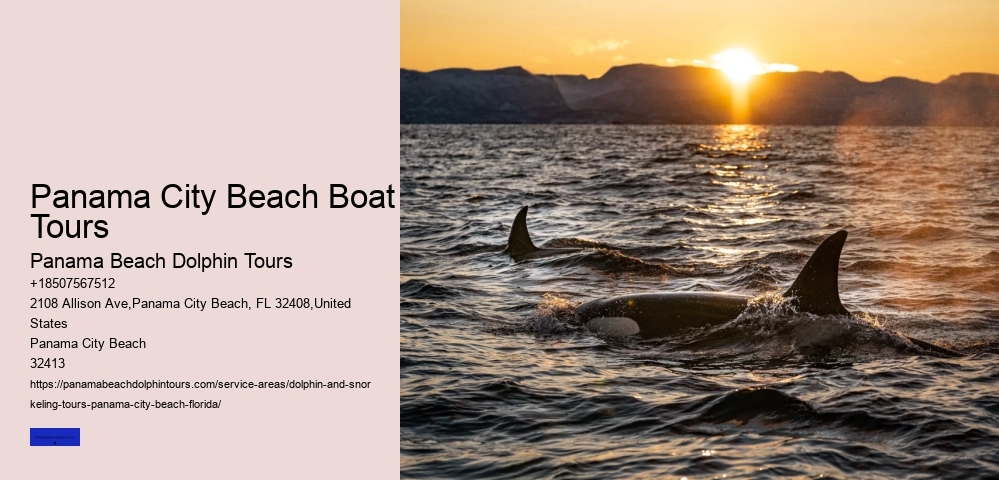 Dolphin Tours At Panama City Beach