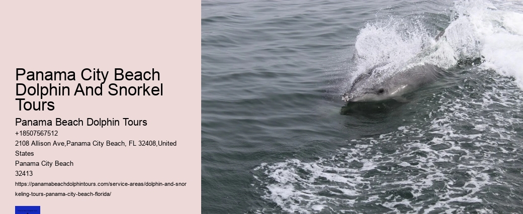 Panama City Beach Dolphin Tours & More