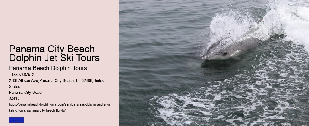 Dolphin Cruise