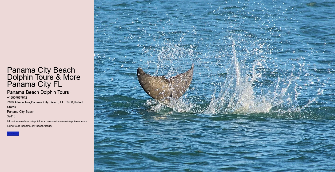 Where Are You Most Likely To See Dolphins In Florida