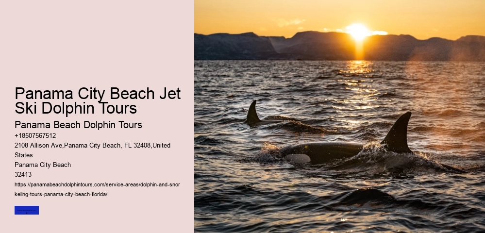 Dolphin Watching And More In Panama City Beach