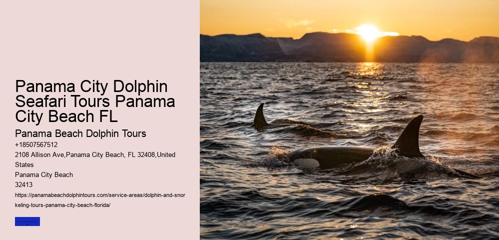 Dolphin Watching