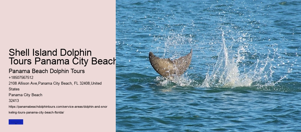 9 Great Dolphin Tours In Panama City Beach