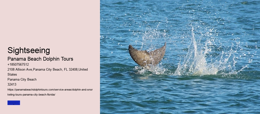 Why Should You Not Push A Beached Dolphin Back Into The Water