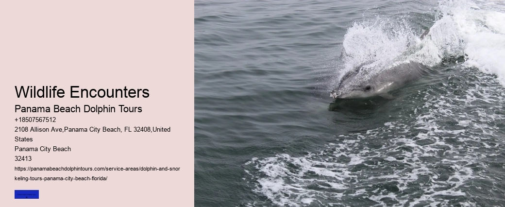 Dolphin Watching Tour Panama City Beach